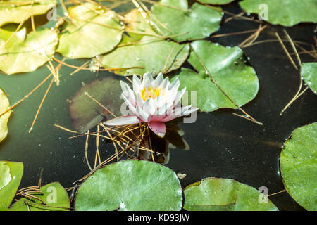 Ninfea nel laghetto in giardino con acqua di colore giallastro Foto Stock