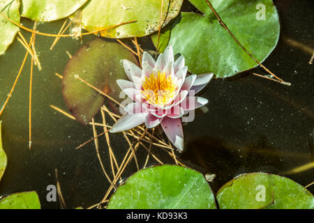 Ninfea nel laghetto in giardino con acqua di colore giallastro Foto Stock