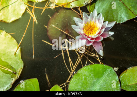 Ninfea nel laghetto in giardino con acqua di colore giallastro Foto Stock