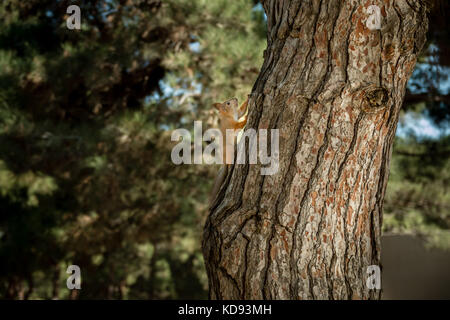 Lo scoiattolo corre veloce fino alla struttura ad albero Foto Stock