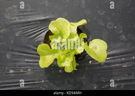 Vista dall'alto di un giovane bambino foglia verde lattuga crescere all'aperto nella pacciamatura plastica. Foto Stock