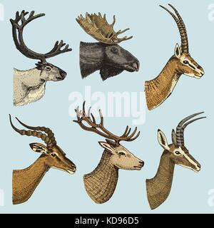 Set di corno, corna di animali o di alce elk con impala, gazelle e maggiore kudu, daini renna e feste di addio al celibato, doe o capriolo, asse e dibatag disegnati a mano, inciso Illustrazione Vettoriale