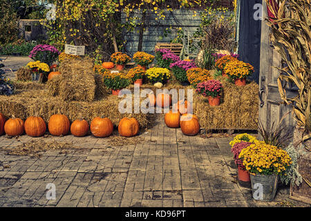 Caduta di zucca e fiori in mostra Foto Stock