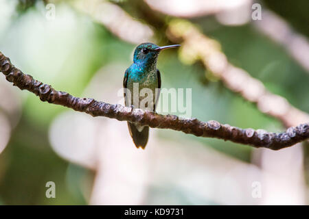 "Beija-flor-de-banda-branca (amazilia versicolor) fotografado em santa teresa, Espirito Santo - sudeste do Brasil. bioma mata atlântica. registro fei Foto Stock