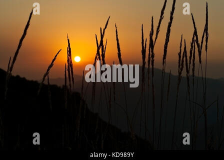 Inquietante scuro rosso tramonto visibile attraverso le sagome delle spikelets in primo piano Foto Stock