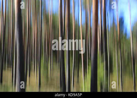 Paesaggio artistico con i boschi di pini, tronchi di alberi e cielo blu, effetto ottenuto con la fotocamera motion blur. Foto Stock