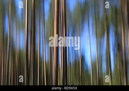 Paesaggio artistico con pini tronchi di alberi e cielo blu, effetto ottenuto con la fotocamera motion blur. Foto Stock