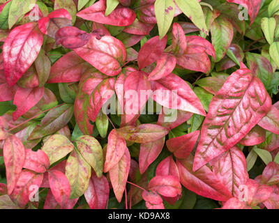 Nandina domestica " potenza di fuoco" o bambù celeste " potenza di fuoco" in autunno norfolk Foto Stock