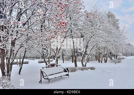 Paesaggio Di Inverno nel parco della città dopo la nevicata con neve coperto banco sotto la struttura rowanberry con luminosi di bacche rosse Foto Stock