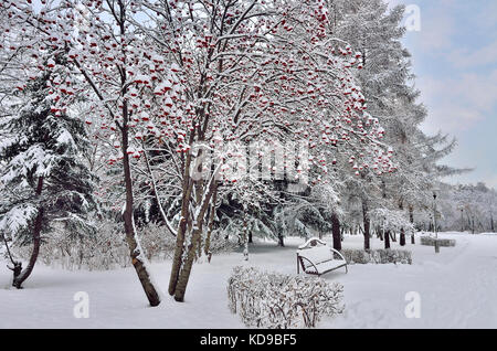 Paesaggio Di Inverno nel parco della città dopo la nevicata con neve coperto banco sotto la struttura rowanberry con luminosi di bacche rosse Foto Stock