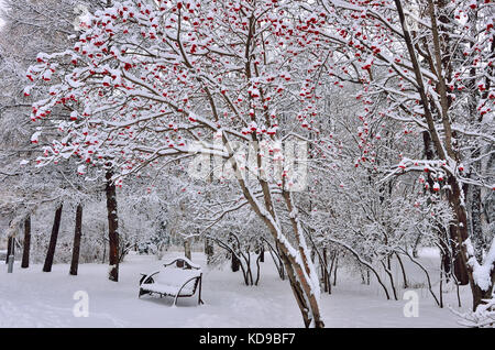 Paesaggio Di Inverno nel parco della città dopo la nevicata con neve coperto banco sotto la struttura rowanberry con luminosi di bacche rosse Foto Stock