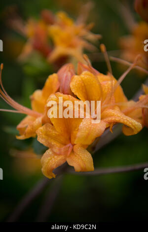 Messa a fuoco selettiva di gocce di rugiada su azalea che fiorisce in estate Foto Stock