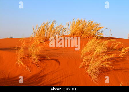 Orange duna di sabbia con erba secca sopra il cielo blu. Foto Stock