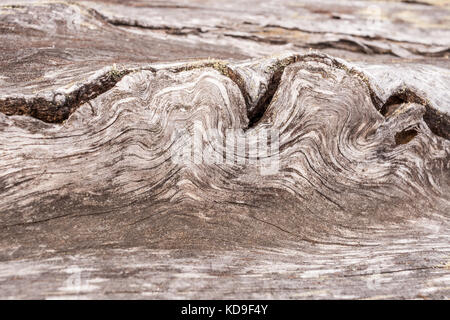 Legno texture insolite. close-up ondulata di fibra di legno vecchio e copia di spazio. Il fuoco selettivo. Foto Stock