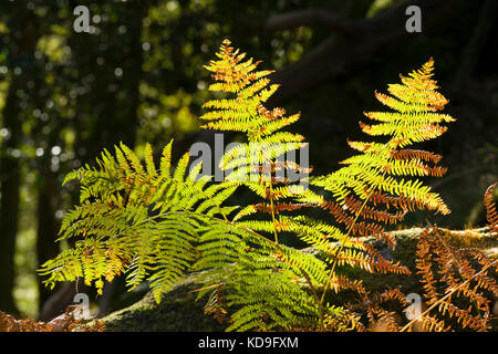 Soleggiato bracken autunnali presso il castello roccioso borrowdale cunbria Foto Stock