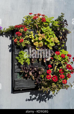 Parete di appendere la piantatrice per i fiori e le erbe, dipinte a mano. Foto Stock