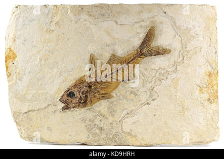 Dapalis macrurus fossili di pesci da Aix-en-Provence, Francia Foto Stock