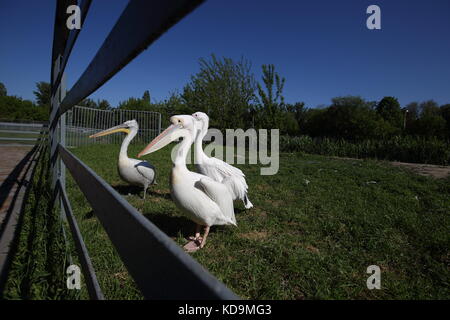 Due pellicani bianchi in zoo sul prato verde. Foto Stock