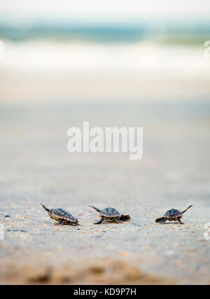 Baby tartarughe di mare sul rilascio mickler Beach di St Augustine, fl Foto Stock