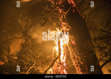 10 ottobre 2017 - Solano County/Napa County, CA, USA - UN albero bruciato sputa via la brace Martedì sera al fuoco dell'Atlante...il fuoco dell'Atlante brucia nelle contee di Napa e Solano Lunedi sera 10 ottobre 2017. Il fuoco era contenuto al 3% e aveva bruciato 25,000 acri. Le strutture multiple sono state distrutte mentre gli equipaggi hanno combattuto i venti forti e la vegetazione asciutta di toder dopo gli incendi multipli bruciati nella zona. (Immagine di credito: © Stuart Palley via ZUMA Wire) Foto Stock