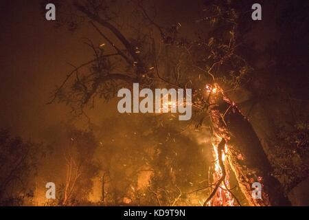 10 ottobre 2017 - Solano County/Napa County, CA, USA - UN albero bruciato sputa via la brace Martedì sera al fuoco dell'Atlante...il fuoco dell'Atlante brucia nelle contee di Napa e Solano Lunedi sera 10 ottobre 2017. Il fuoco era contenuto al 3% e aveva bruciato 25,000 acri. Le strutture multiple sono state distrutte mentre gli equipaggi hanno combattuto i venti forti e la vegetazione asciutta di toder dopo gli incendi multipli bruciati nella zona. (Immagine di credito: © Stuart Palley via ZUMA Wire) Foto Stock