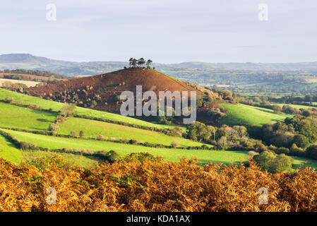 Eype, Dorset, Regno Unito. Xii oct, 2017. uk meteo. Il bracken che ha attivato il marrone rende colmers hill guardare molto in autunno durante la mattina di sole, come si vede dal eype giù vicino a Bridport nel Dorset. picture credit: Graham hunt/alamy live news Foto Stock