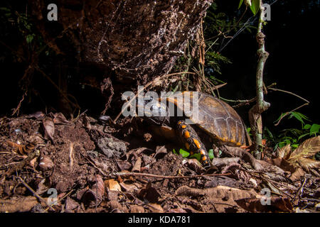 "Jabuti-tinga (chelonoidis denticulata) fotografado em linhares, Espirito Santo - sudeste do Brasil. bioma mata atlântica. registro feito em 2013. Foto Stock