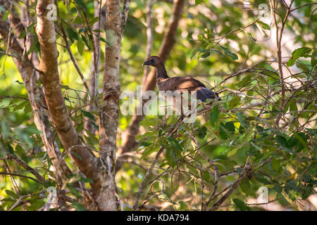"Aracuã-de-barriga-branca (ortalis araucuan) fotografado em linhares, Espirito Santo - sudeste do Brasil. bioma mata atlântica. registro feito em 201 Foto Stock
