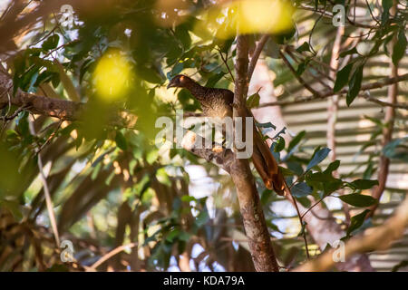"Aracuã-de-barriga-branca (ortalis araucuan) fotografado em linhares, Espirito Santo - sudeste do Brasil. bioma mata atlântica. registro feito em 201 Foto Stock