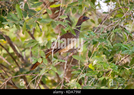"Aracuã-de-barriga-branca (ortalis araucuan) fotografado em linhares, Espirito Santo - sudeste do Brasil. bioma mata atlântica. registro feito em 201 Foto Stock