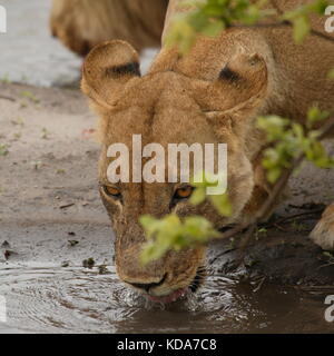 Leonessa bere del Botswana Foto Stock