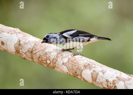 "Cambada-de-chaves (tangara brasiliensis) fotografado em linhares, Espirito Santo - sudeste do Brasil. bioma mata atlântica. registro feito em 2013. Foto Stock