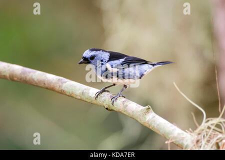 "Cambada-de-chaves (tangara brasiliensis) fotografado em linhares, Espirito Santo - sudeste do Brasil. bioma mata atlântica. registro feito em 2013. Foto Stock