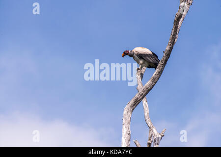 'Urubu-rei (Sarcoramphus papa) fotografado em Linhares, Espírito Santo - Sudeste do Brasil. Bioma Mata Atlântica. Registrazione feito em 2013. INGLIS Foto Stock