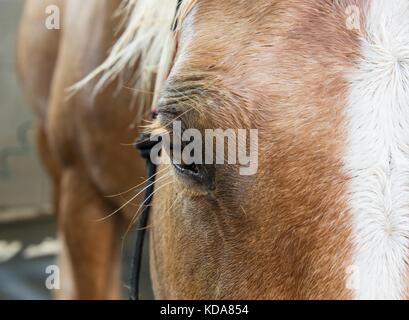 Palomino cavallo Foto Stock