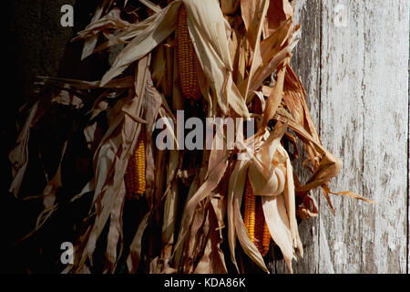 Essiccato tan Corn buccia con golden le pannocchie di granoturco appoggiata contro un bianco di granaio di legno durante la caduta nel midwest con buio e luce naturale. Foto Stock