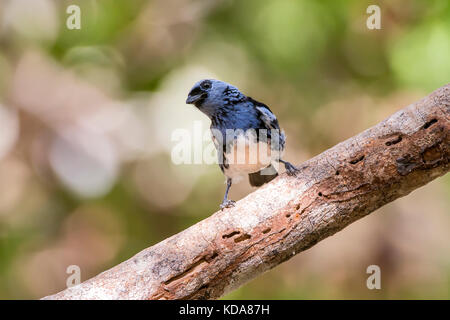 "Cambada-de-chaves (tangara brasiliensis) fotografado em linhares, Espirito Santo - sudeste do Brasil. bioma mata atlântica. registro feito em 2013. Foto Stock