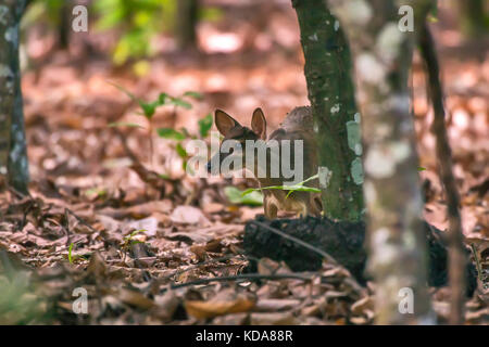 'Veado-catingueiro (Mazama gouazoubira) fotografado em Linhares, Espírito Santo - Sudeste do Brasil. Bioma Mata Atlântica. Registrazione feito em 2013. Foto Stock
