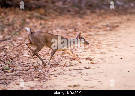 'Veado-catingueiro (Mazama gouazoubira) fotografado em Linhares, Espírito Santo - Sudeste do Brasil. Bioma Mata Atlântica. Registrazione feito em 2013. Foto Stock