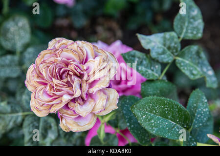 Sfondo, rose bush con un avvizzimento rose Foto Stock