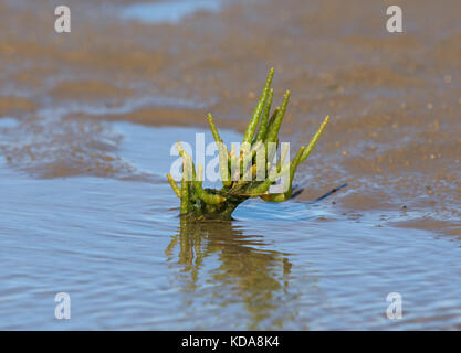 Samphire, salicornia europaea, crescente sulla spiaggia in Lancashire, Regno Unito Foto Stock