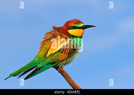 Europeo di uccelli colorati seduti su di un ramo Foto Stock