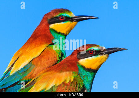 Felice coppia uccelli colorati contro il cielo Foto Stock