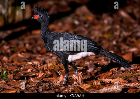 'Utum-de-bico-vermelho (Crax blumenbachii) fotografado na Fazenda Cupido e Refúgio, em Linhares, Espírito Santo - Sudeste do Brasil. Bioma Mata Atlâ Foto Stock