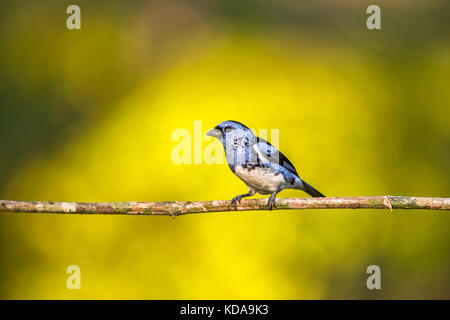 "Cambada-de-chaves (tangara brasiliensis) fotografado em linhares, Espirito Santo - sudeste do Brasil. bioma mata atlântica. registro feito em 2013. Foto Stock