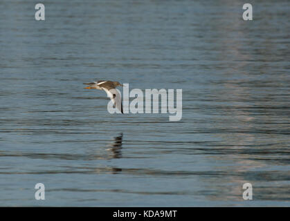 Redshank, tringa totanus, volare su acque calme nel wyre estuary, morecambe bay, lancashire, Regno Unito Foto Stock