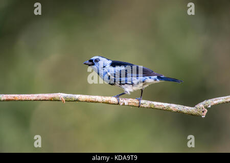 "Cambada-de-chaves (tangara brasiliensis) fotografado em linhares, Espirito Santo - sudeste do Brasil. bioma mata atlântica. registro feito em 2013. Foto Stock