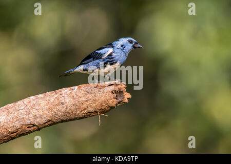 "Cambada-de-chaves (tangara brasiliensis) fotografado em linhares, Espirito Santo - sudeste do Brasil. bioma mata atlântica. registro feito em 2013. Foto Stock