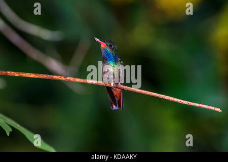 "Beija-flor-safira (hylocharis sapphirina) fotografado em linhares, Espirito Santo - sudeste do Brasil. bioma mata atlântica. registro feito em 2013. Foto Stock