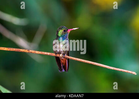 "Beija-flor-safira (hylocharis sapphirina) fotografado em linhares, Espirito Santo - sudeste do Brasil. bioma mata atlântica. registro feito em 2013. Foto Stock